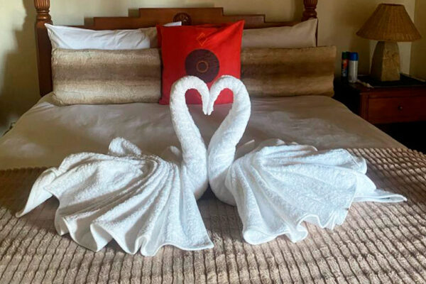 Swans